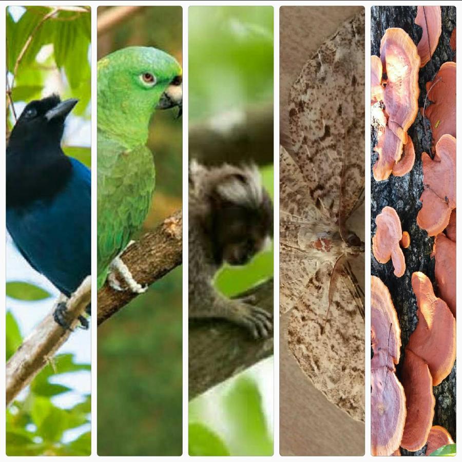 Florianópolis Pousada Hang Conectada Com A Natureza מראה חיצוני תמונה