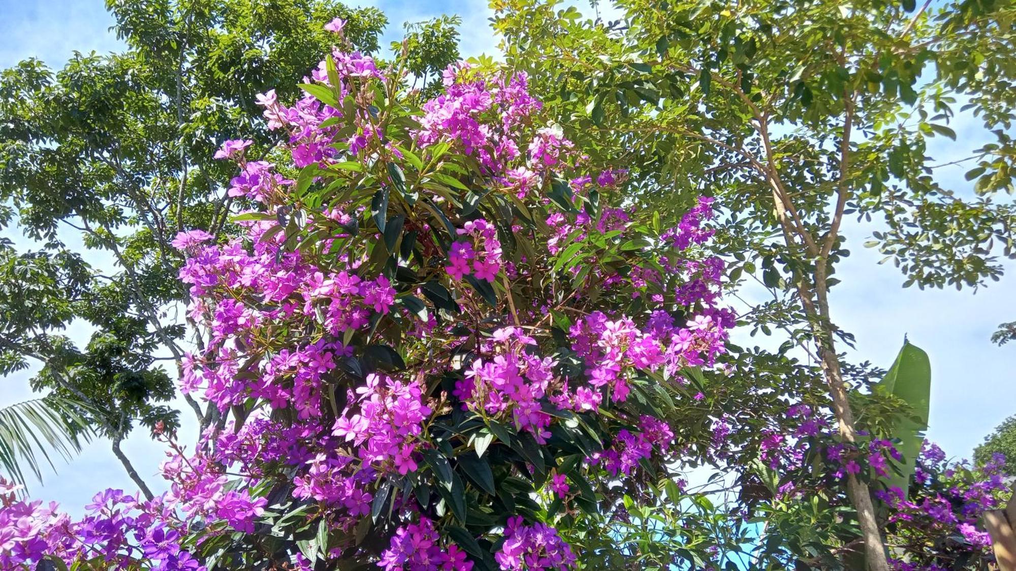Florianópolis Pousada Hang Conectada Com A Natureza מראה חיצוני תמונה