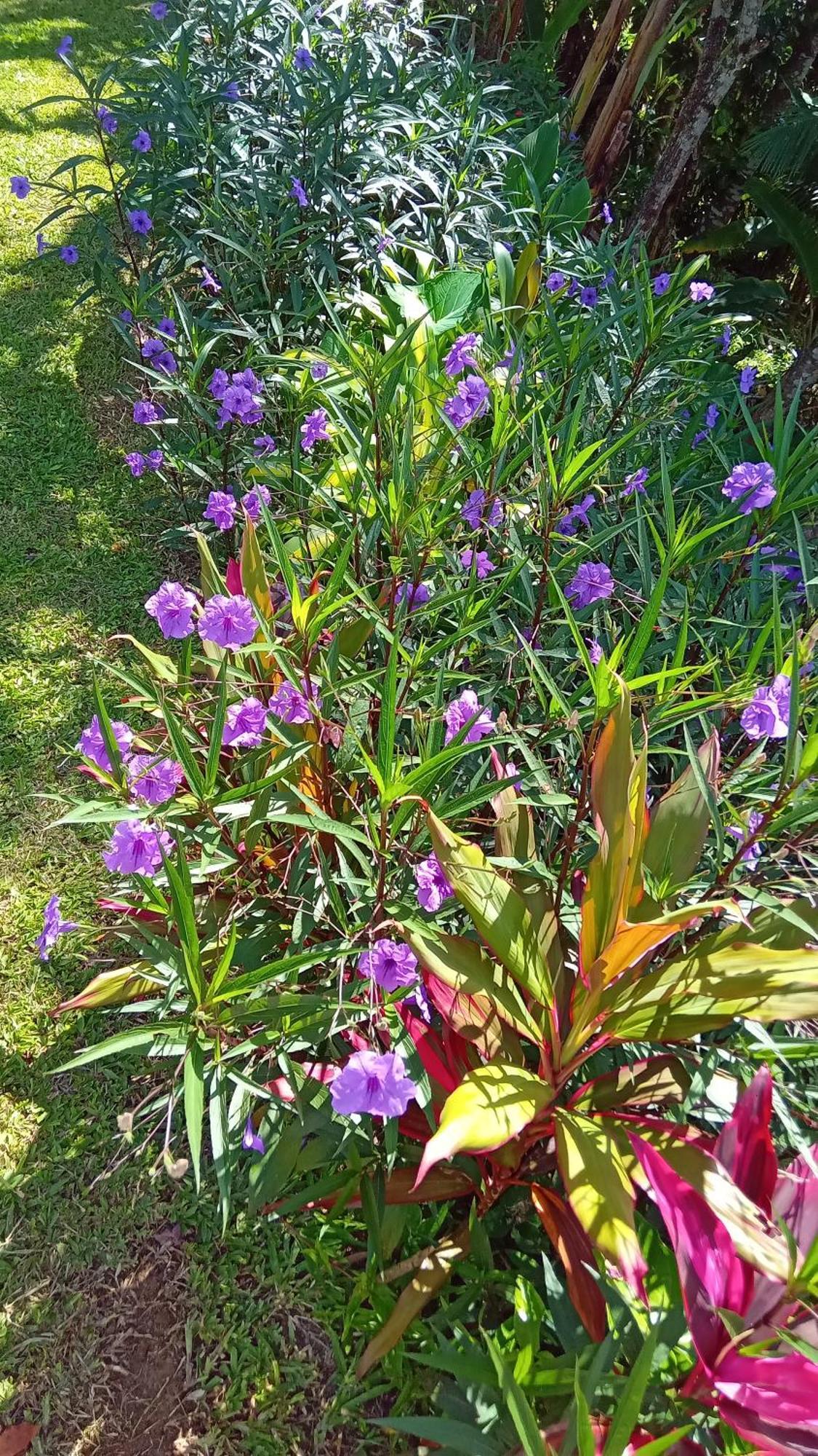 Florianópolis Pousada Hang Conectada Com A Natureza מראה חיצוני תמונה